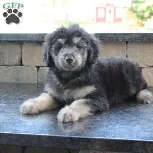 Roscoe, Mini Goldendoodle Puppy